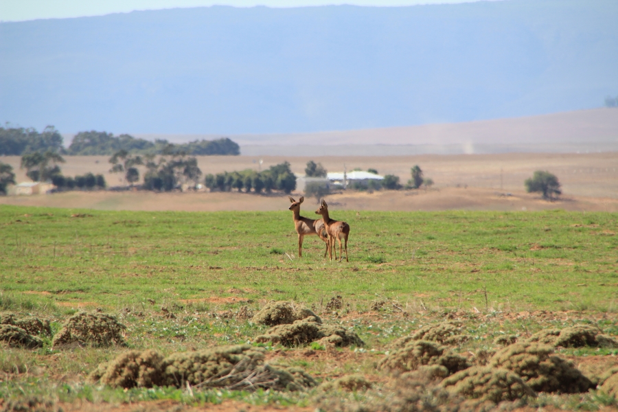 4 Bedroom Property for Sale in Hopefield Rural Western Cape
